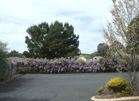 Lilac City Motor Inn & Streakhouse - Accommodation Coffs Harbour 1