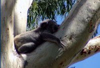Dunbogan Caravan Park - Accommodation Coffs Harbour 2