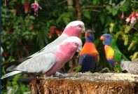 Dunbogan Caravan Park - Accommodation Coffs Harbour 4