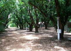 Daly River Mango Farm - Accommodation Coffs Harbour 4