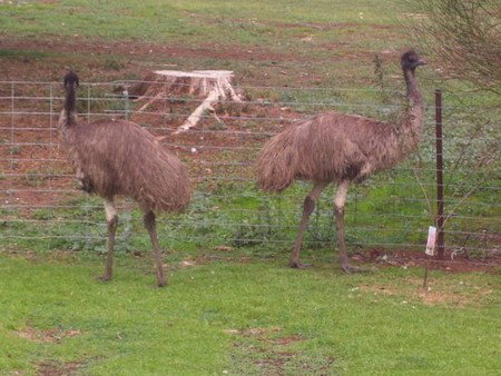 Cape Jervis Station - Accommodation Coffs Harbour 1