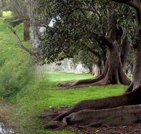 Rivergum Cottage - Accommodation Coffs Harbour