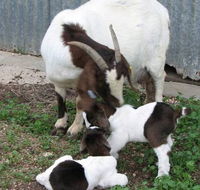 Redwing Shearer's Quarters - Accommodation Coffs Harbour