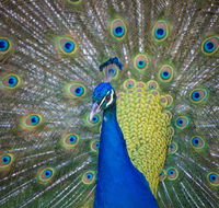 Willunga Peacock Farm Bed and Breakfast - Accommodation Coffs Harbour