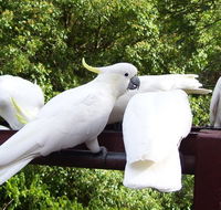 Lorikeet Lane BB - Accommodation Coffs Harbour