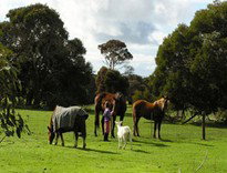 The Roost - Accommodation Coffs Harbour 5