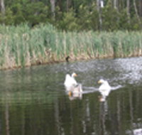 Summer Cottage - Accommodation Coffs Harbour