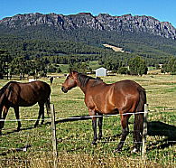Hurlfield Farm Cottage - Accommodation Coffs Harbour