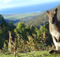Rainbow Retreat Wilderness Eco Cabins - Accommodation Coffs Harbour