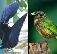 Chambers Wildlife Rainforest Lodges - Accommodation Coffs Harbour