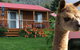 Maydena Country Cabins Accommodation & Alpaca Stud - thumb 1