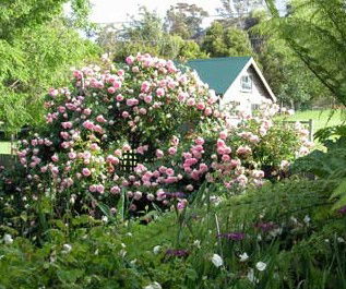Conmel Cottage - Accommodation Coffs Harbour 2