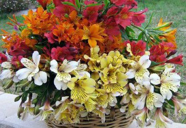 Huon Valley Bed And Breakfast - Accommodation Coffs Harbour 3