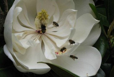 Huon Valley Bed And Breakfast - Accommodation Coffs Harbour 5
