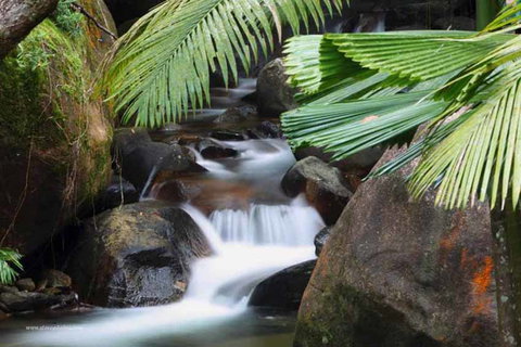 Daintree Secrets (Award Winning Retreat) - Accommodation Coffs Harbour 1