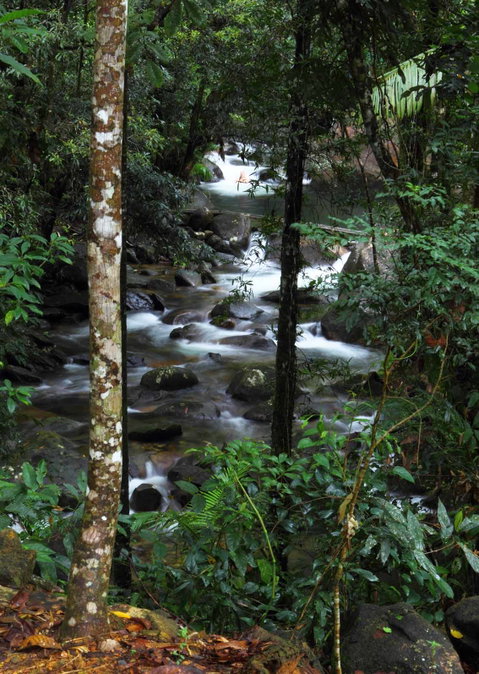 Daintree Secrets (Award Winning Retreat) - Accommodation Coffs Harbour 2