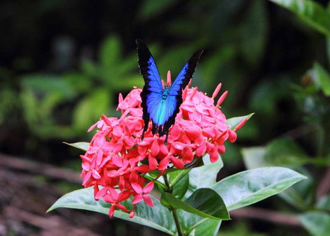 Daintree Secrets (Award Winning Retreat) - Accommodation Coffs Harbour 5