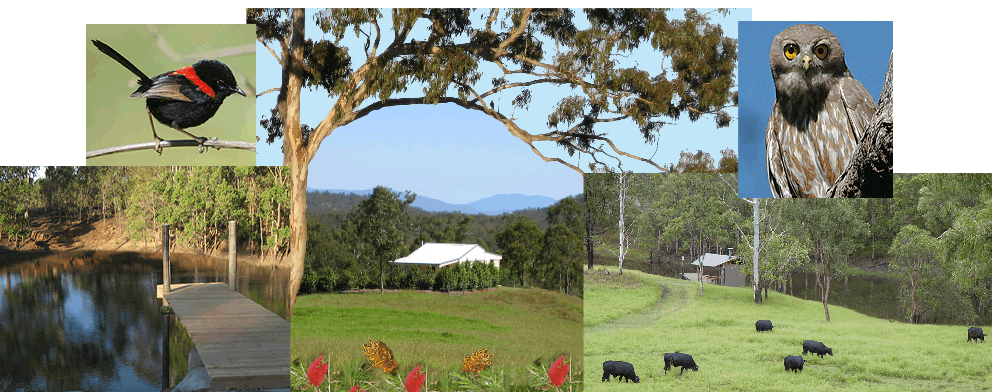 Barking Owl Retreat - Accommodation Coffs Harbour