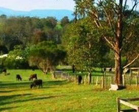 Giba Gunyah Country Cottages - Accommodation Coffs Harbour 1