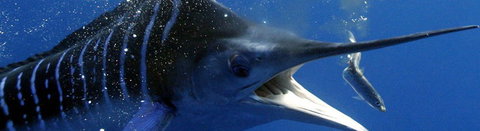 Black Bream Point Holiday Cabins - Accommodation Coffs Harbour 1
