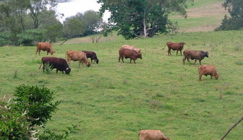 Bemurrah Homestead At Pee Dee - Accommodation Coffs Harbour 5