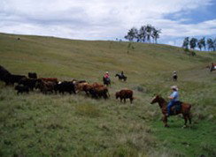 Camp Cobark - Accommodation Coffs Harbour 2