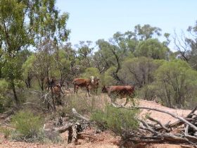 Aldville Station - Accommodation Coffs Harbour 2