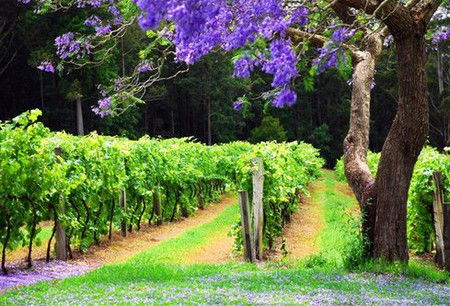 Bago Vineyards - Accommodation Coffs Harbour 0