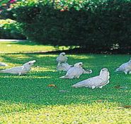 Aurora Kakadu - Accommodation Coffs Harbour