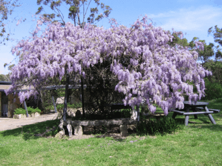 Studio Cottages Romantic Hideaway - Accommodation Coffs Harbour 5