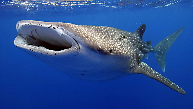 Exmouth Holiday Homes - Accommodation Coffs Harbour