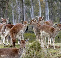 Lake Leake Chalet - Accommodation Coffs Harbour