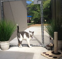 Caringbah Cat Hotel - Accommodation Coffs Harbour