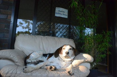 Wingham Pet Motel - Accommodation Coffs Harbour 3