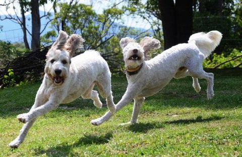 Wingham Pet Motel - Accommodation Coffs Harbour 4