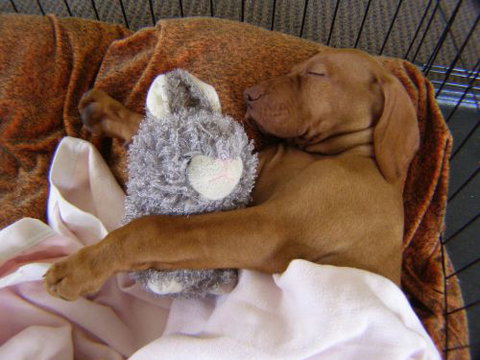 Wingham Pet Motel - Accommodation Coffs Harbour 6