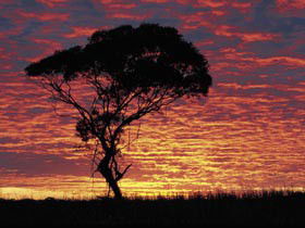 Kimba Caravan Park & Motel - Accommodation Coffs Harbour 0
