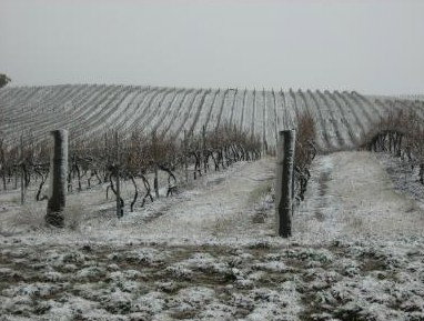 Turners Vineyard - Accommodation Coffs Harbour 3