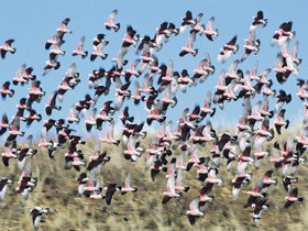  Accommodation Coffs Harbour