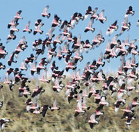 Copley Caravan amp Cabin Park - Accommodation Coffs Harbour