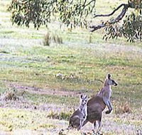 Kangaroo Ridge Retreat - Accommodation Coffs Harbour