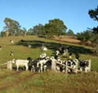 St Columba Cottage - Accommodation Coffs Harbour
