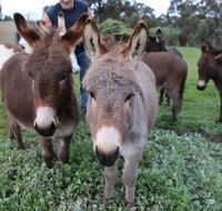 Donkey Tales Farm Cottages - Accommodation Coffs Harbour