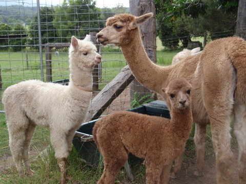 Fernridge Farm Cottage - Accommodation Coffs Harbour 7