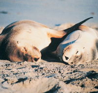 Island Beach Cabins - Accommodation Coffs Harbour