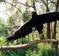 Curlew Hill Sanctuary - Accommodation Coffs Harbour