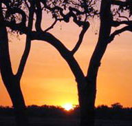 Coodardie Station Stay - Accommodation Coffs Harbour