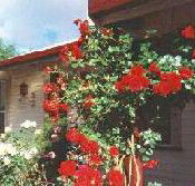 Rose Cottage Bed And Breakfast - Accommodation Coffs Harbour