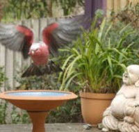Wattle Court  Retreat - Accommodation Coffs Harbour