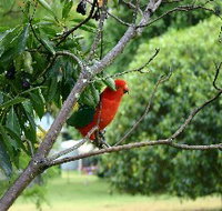 Bunya Mountains Accommodation Centre - Chalets And Holiday Homes - Accommodation Coffs Harbour